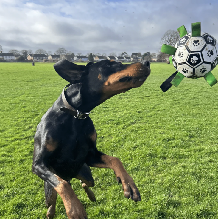 Pawsjoy Viral Doggie Ball
